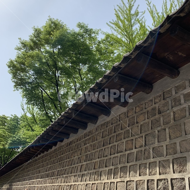 나무,초록색,돌담길,덕수궁,여름,한국,전통
