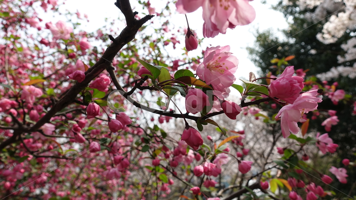 분홍꽃,봄꽃,꽃,식물,핑크색,꽃나무,식물,자연,plants,nature,꽃,flower