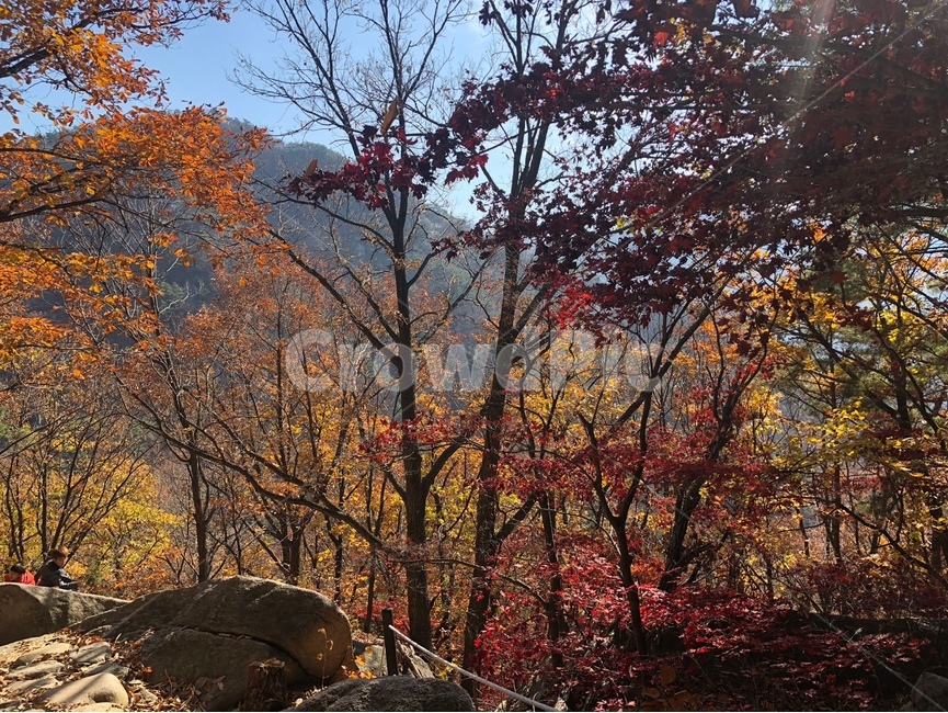 가을등산,사을산,단풍,북한산,가을,가을,계절,fall,autumn,season,자연,풍경,nature,landscape,tree,나무,plant,식물,leaf,잎