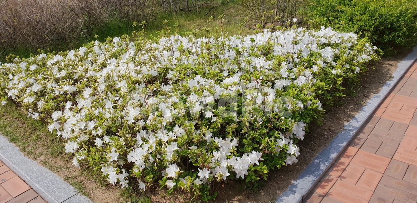 plant,식물,blossom,꽃,flower