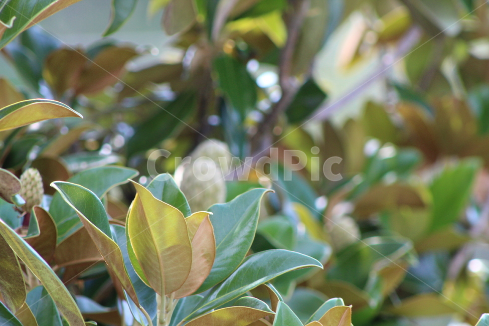 봉우리,꽃,나무,자연,잎,잎사귀,여름,식물,계절,plants,season,감성,봄,새싹,아침,흐림,flower