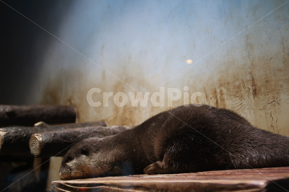 아쿠아리움,수족관,동물,수달,해파리,자연,aquarium,animal,otter,jellyfish,nature,물