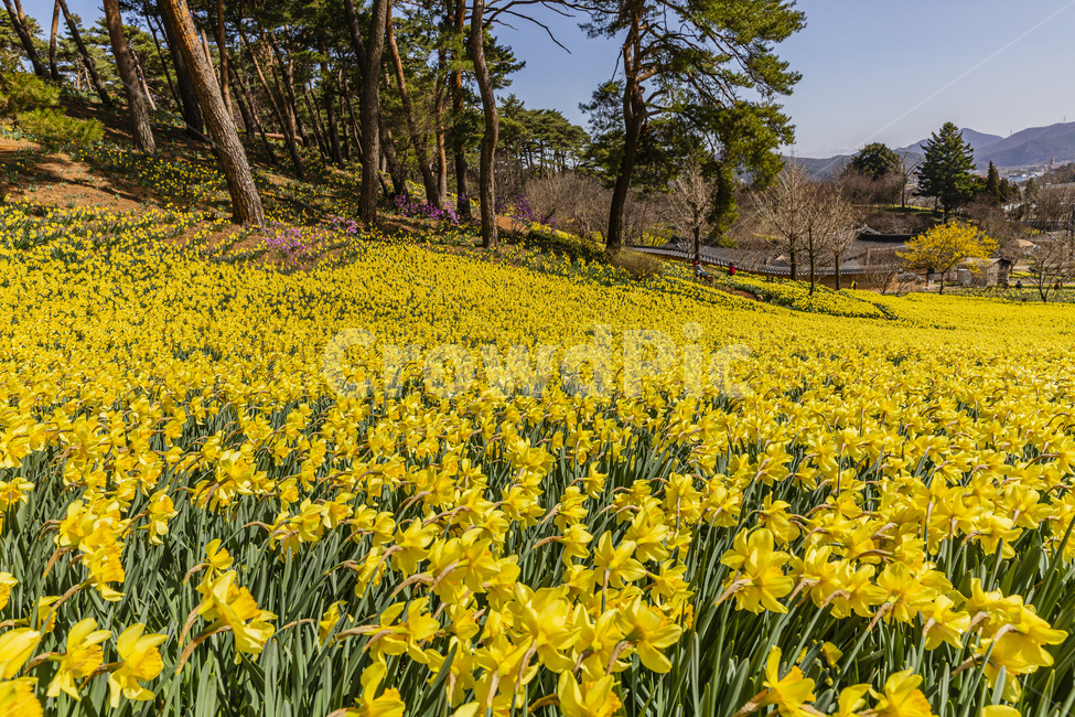 시골,꽃,수선화,하늘,전통가옥,flower,daffodil,sky,plant,tree,spring,park,garden,tilehouse,ruins,antique,자연,풍경,nature,landscape