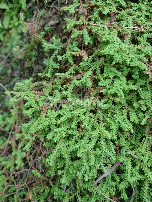 plant,식물,moss,이끼,나무,식물,자연,plants,nature