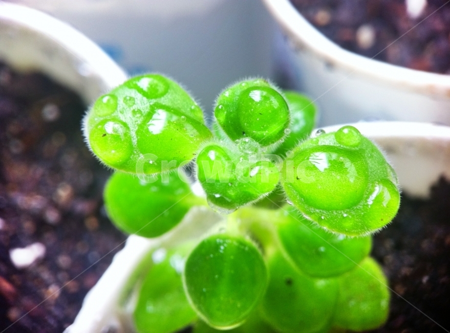 허브,장미허브,화분,Herb,식물,이슬,초록,식물,자연,plants,nature