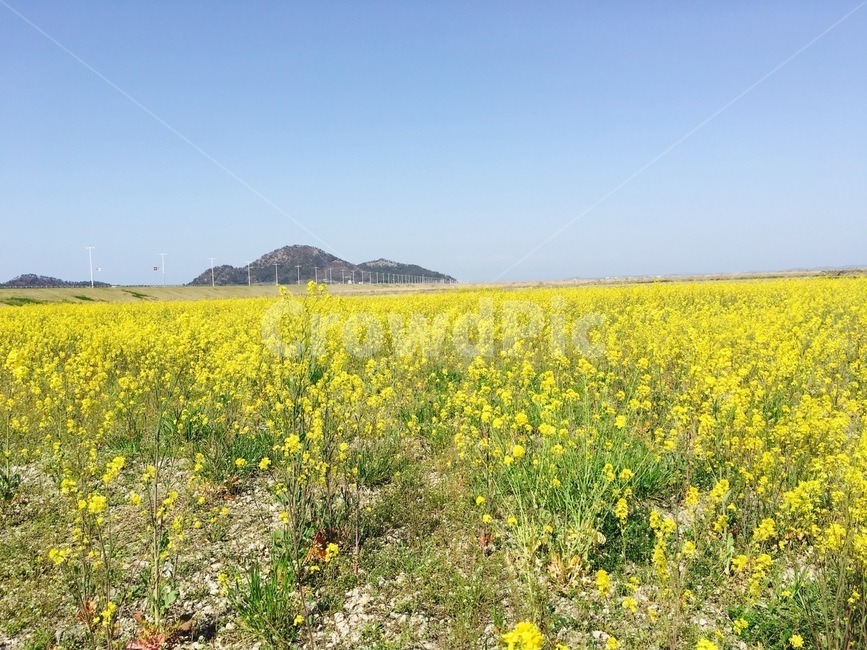 제주도,유채꽃,꽃말,꽃밭,노란색,봄,계절,spring,season,자연,풍경,nature,landscape,grassland,목초지,field,들,outdoors,옥외,rural,농촌,farm,농장