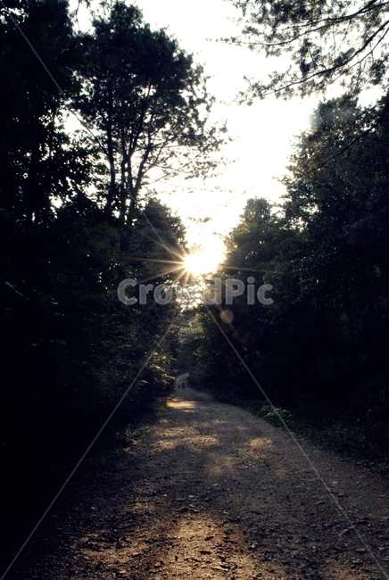 수목원,나무,오솔길,산책,휴식,arboretum,tree,path,stroll,relax,자연,풍경,nature,landscape,flare,플레어,light,빛