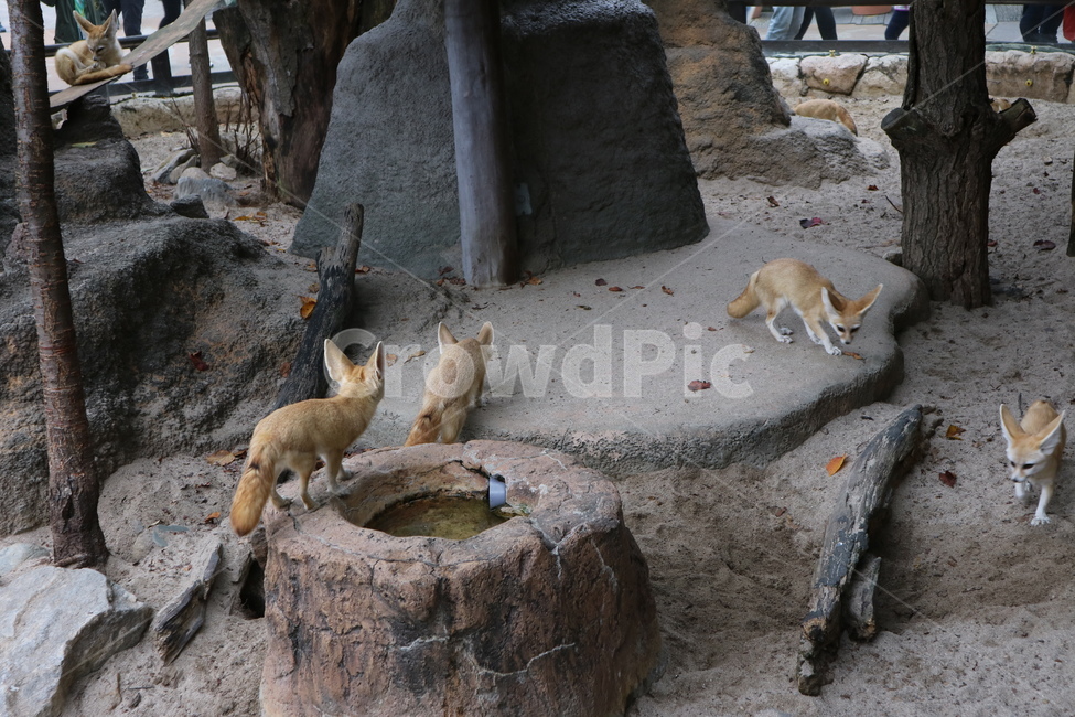 사막여우,여우,동물,동물원,페넥여우,동물,animal,포유류,mammal