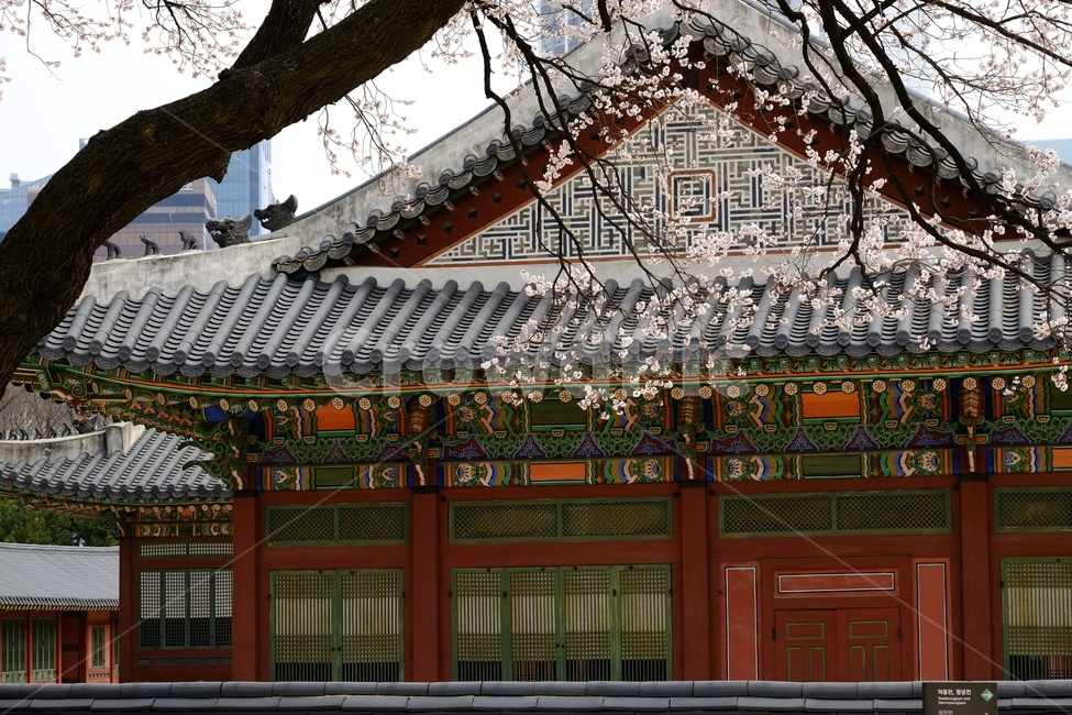 고궁,봄,벚꽃,고궁벚꽃,봄벚꽃,봄,계절,spring,season,한국전통,한국문화,korean traditional,korean culture,랜드마크,landmark,tourist attraction,한국랜드마크,한국관광지,한국명소,korea landmark,korea tourist attraction,식물,자연,plants,nature,꽃,flower,architecture,건축물,building,건물,temple,신전,worship,예배,shrine,신사