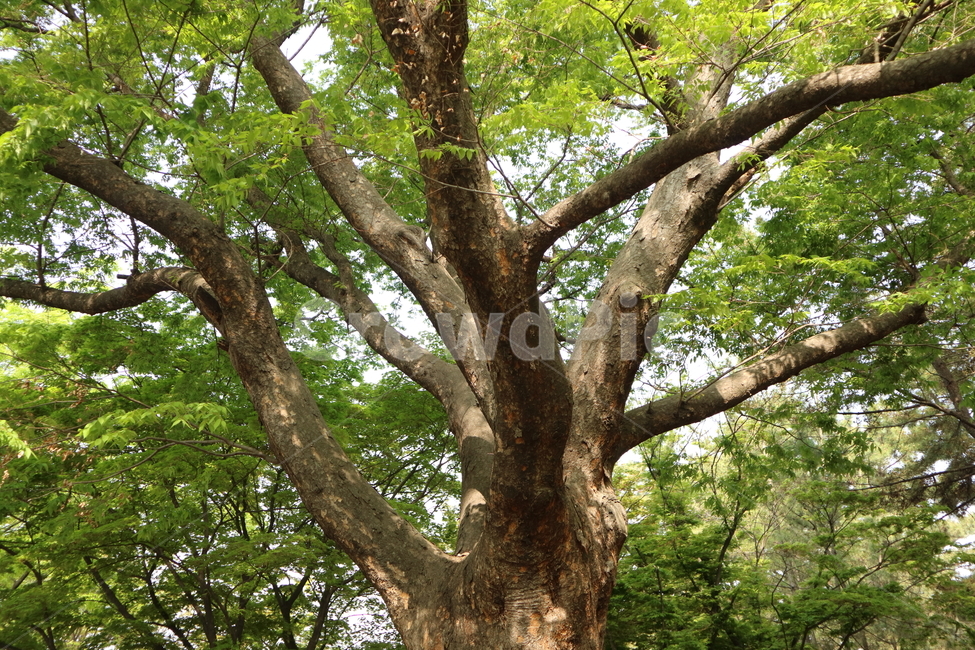 나무,숲,잔디,공원,풍경,울창,여름,햇빛,청량,tree,forest,sunny,park,summer,landscape