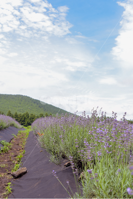 plant,식물,flower,꽃,blossom,라벤더,lavender,라벤더꽃,하늘,보라색꽃