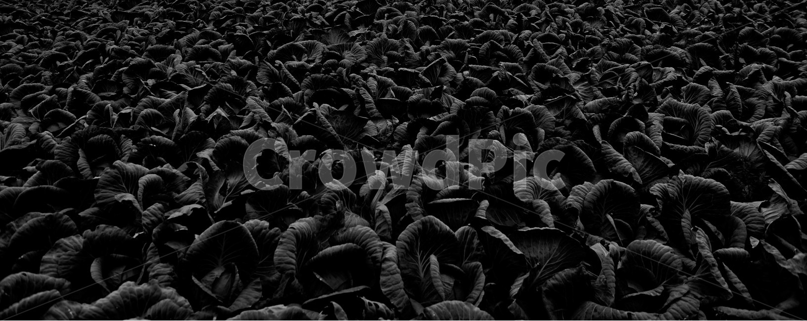 양배추,배추,채소,야채,밭,식물,먹거리,모노톤,식물,자연,plants,nature,흑백,모노톤,monochrome,black and white