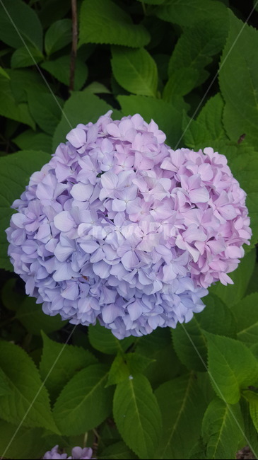 수국,자연,꽃수국,꽃,flower,식물,계절꽃,보라색