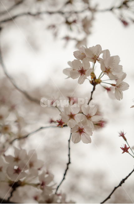 봄,벚꽃,spring,핑크,하얀색,봄,계절,spring,season,식물,자연,plants,nature,꽃,flower,plant,blossom