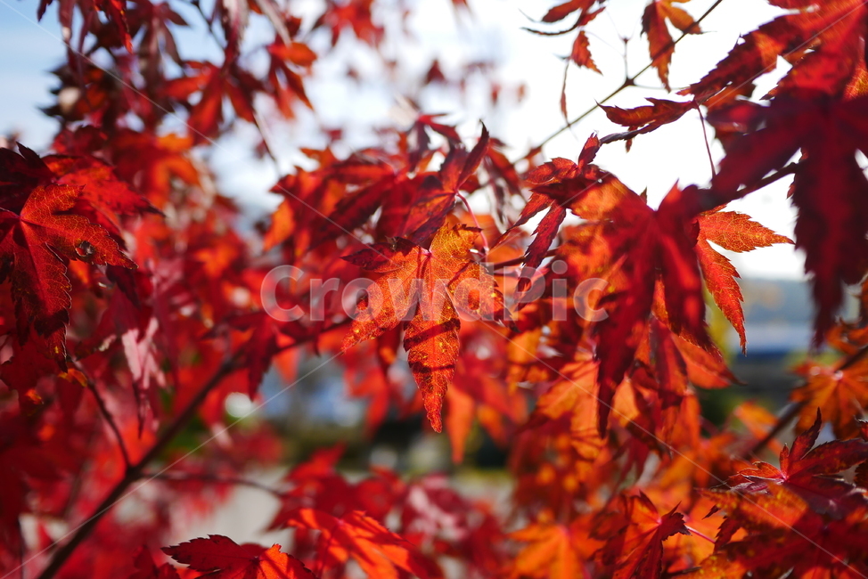 단풍,단풍잎,가을,빨간색,붉은색,단풍나무,가을,계절,fall,autumn,season,식물,자연,plants,nature,leaf,잎,plant,tree,나무,maple
