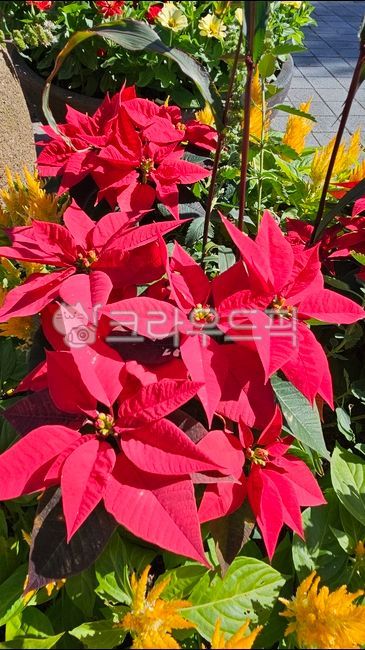 크리스마스,크리스마스꽃,장식,꽃,포인세티아