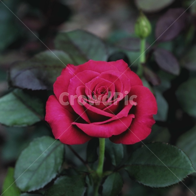 plant,식물,flower,꽃,blossom,rose,장미,빨강,미녀와야수,식물,자연,plants,nature,꽃,flower