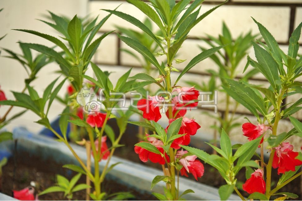 봉숭아,봉선화,여름꽃,붉은색꽃,꽃,식물,plant,flower,blossom