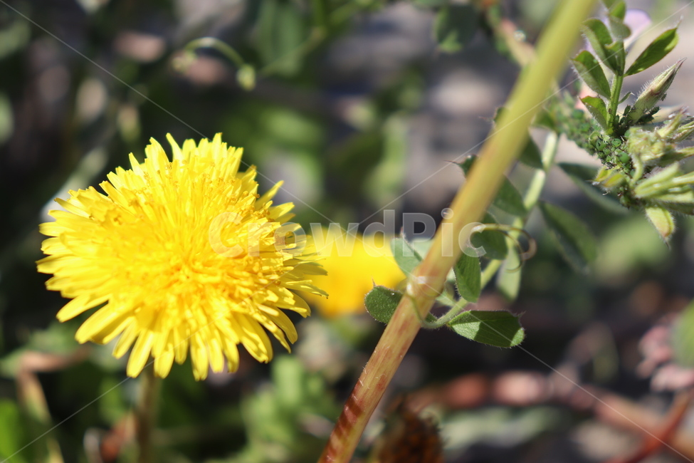 꽃,봄,노란꽃,망원,아웃포커스,식물,자연,plants,nature,꽃,flower