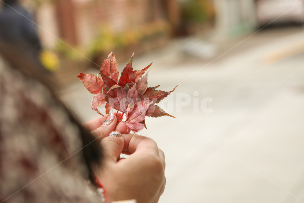 가을,단풍,한복,우정,자연,친구,한국적인,계절,손,여성,한국문화,전통적인,plant,식물,leaf,잎,tree,나무,가을,계절,fall,autumn,season