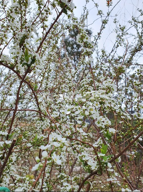 자연,nature,plant,식물,blossom,꽃,cherryblossom,벚꽃,flower