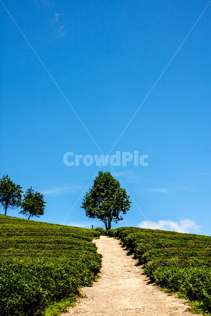tree,나무,plant,식물,하늘,blue,sky