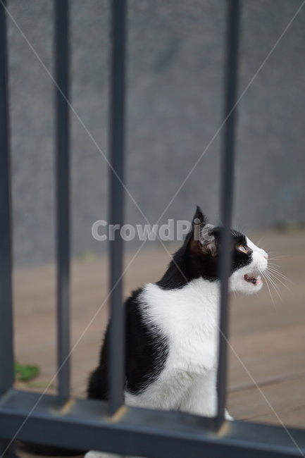 고양이,얼룩이,동물,포유류,펫,애완동물,눈동자,산책,길거리,동물,animal,포유류,mammal,고양이,cat,kitten,kitty