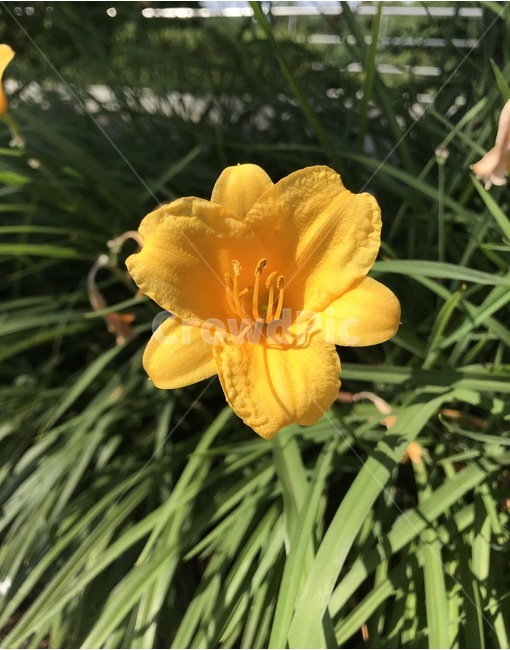 flower,플라워,꽃,식물,자연,식물,자연,plants,nature,꽃,flower