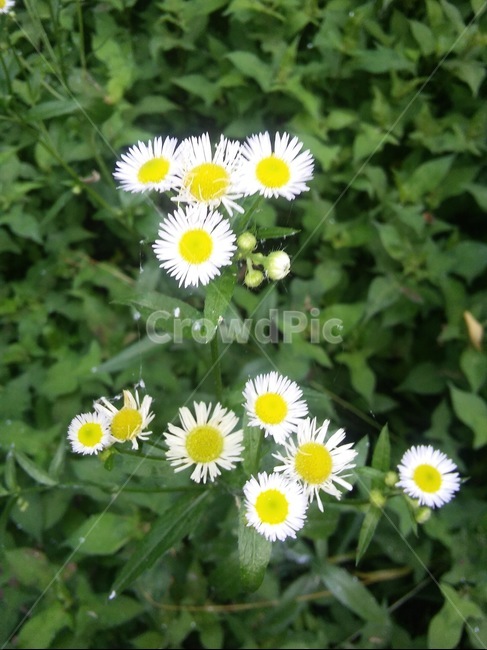 달걀꽃,개망초,꽃,노란색,하얀색,야생화