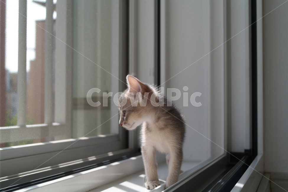 고양이,아비시니안,동물,냥이,반려동물,집고양이,아기,집사,시선,동물,animal,포유류,mammal,고양이,cat,kitten,kitty