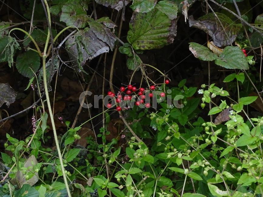 열매,빨간열매,과실,추수,가을,탐스러운,식물,자연,plants,nature,과일,열매,fruit