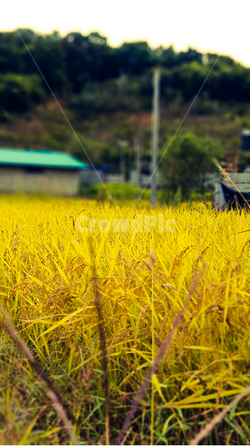 가을,추수,풍요,벼,이삭,들판,황금들판,시골,마을,풍경,농사,농업,수확,landscape,country,town,agriculture,farming