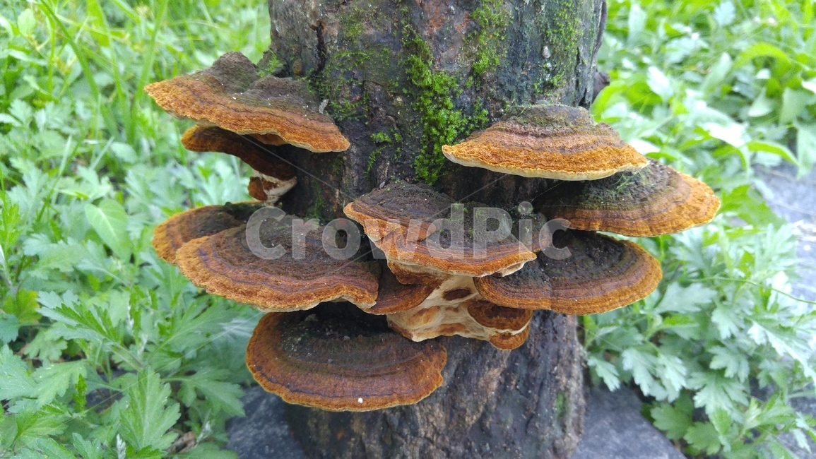버섯,상황버섯,클로우즈업,음식,자연,재배,버섯,mushroom