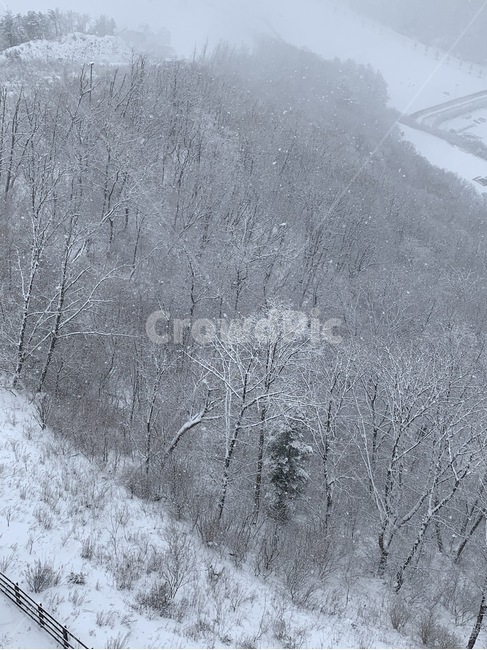 산,눈,한방눈,소나무,겨울,안개,겨울,계절,winter,season,자연,풍경,nature,landscape,storm,폭풍,blizzard,눈보라,snow,outdoors,옥외