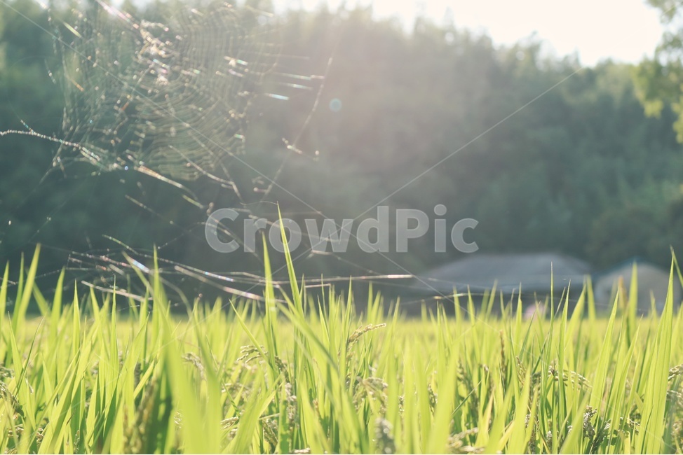 햇살,따스함,warm,sunshine,자연,nature,감성,sensible,feeling,휴식,힐링,rest,relaxation,healing