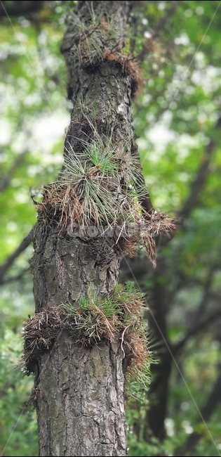 수봉공원,미추홀구,나무,숲,소나무