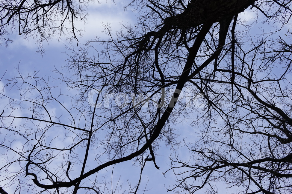 실루엣,초겨울,계절,하늘,silhouette,자연,가지,고목,나무,blue,season,winter,branch,tree,식물,자연,plants,nature,나무,trees,wood
