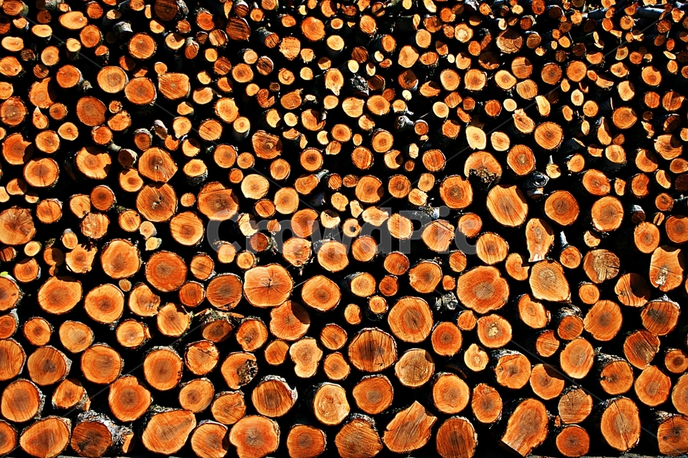 나무,나이테,무늬,배경,사물,땔감,자연,나무,trees,wood