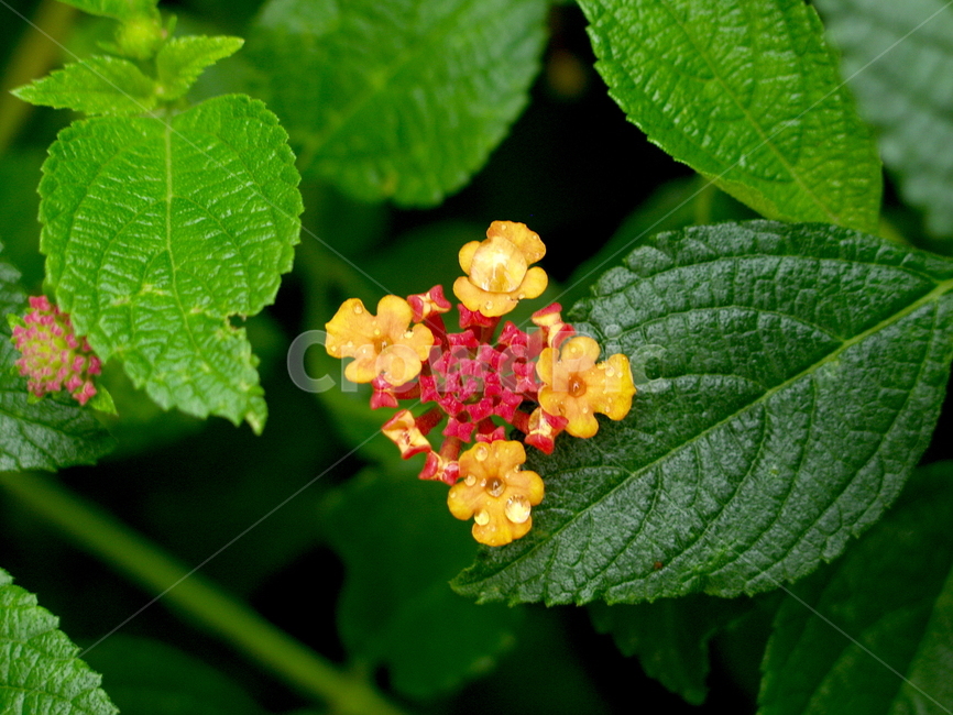 작은꽃,핑크,pink,flower,green,식물,자연,plants,nature,꽃,flower