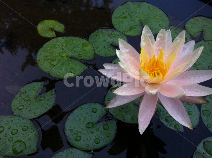 flower,꽃,blossom,식물,수중꽃,수생식물,식물,자연,plants,nature,꽃,flower