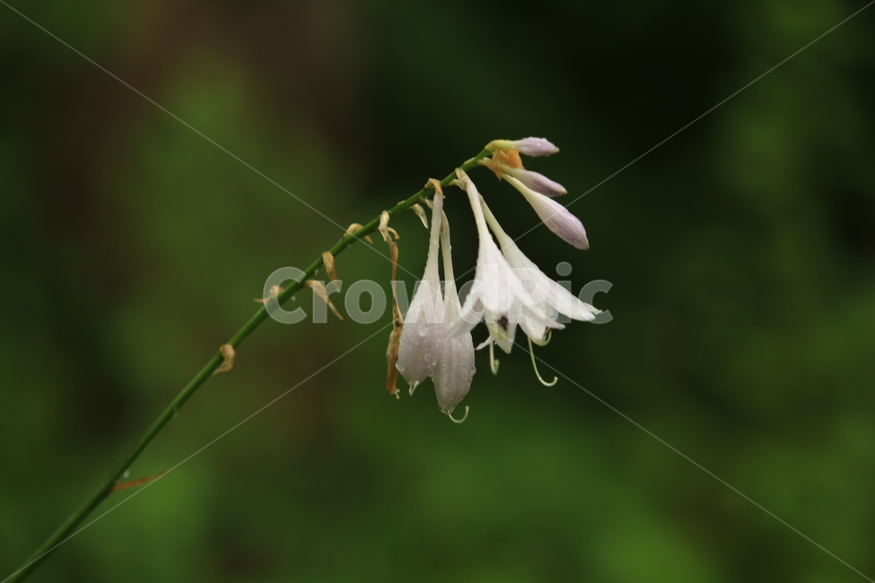 비,풍경,빗방울,소경,rain,비오는소경,식물,자연,plants,nature,꽃,flower