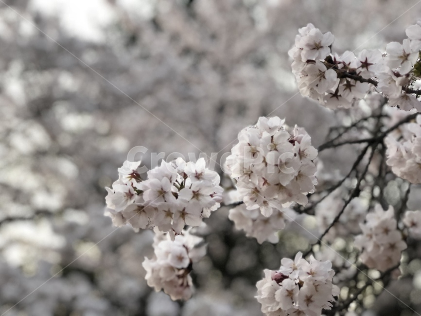 벚꽃,겹벚꽃,봄,분홍,봄꽃,봄,계절,spring,season,식물,자연,plants,nature,꽃,flower,plant,blossom