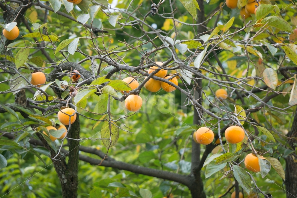 감,과일,persimmon,가을,자연,가을,계절,fall,autumn,season,음식,식재료,요리,food,cook,meal,dishes,food reserves,과일,열매,fruit,orange,주황색,plant,식물,citrus fruit,감귤류 과일
