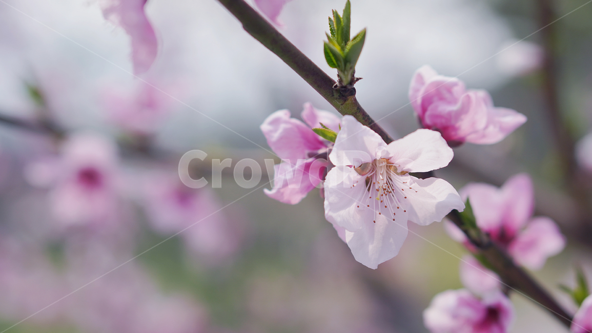 plant,식물,blossom,꽃,flower