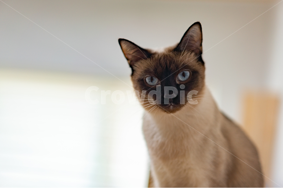 고양이,샴,cat,암컷,반려동물,바라보기,파란눈,힐링,집사,동물,animal,포유류,mammal,고양이,cat,kitten,kitty