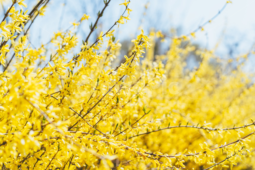 봄,봄꽃,꽃,flower,plant,식물,자연,개나리,forsythia,노란개나리,노란색,노란꽃