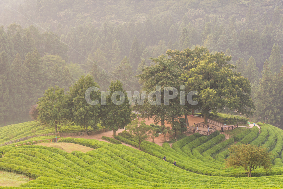 morning in green tea field,Boseong Tea Garden,morning tea garden,Boseong Green Tea Field,green tea field,green tea,Morning of Tea Garden,Sunrise,Boseong Green Tea,Its foggy,Fog