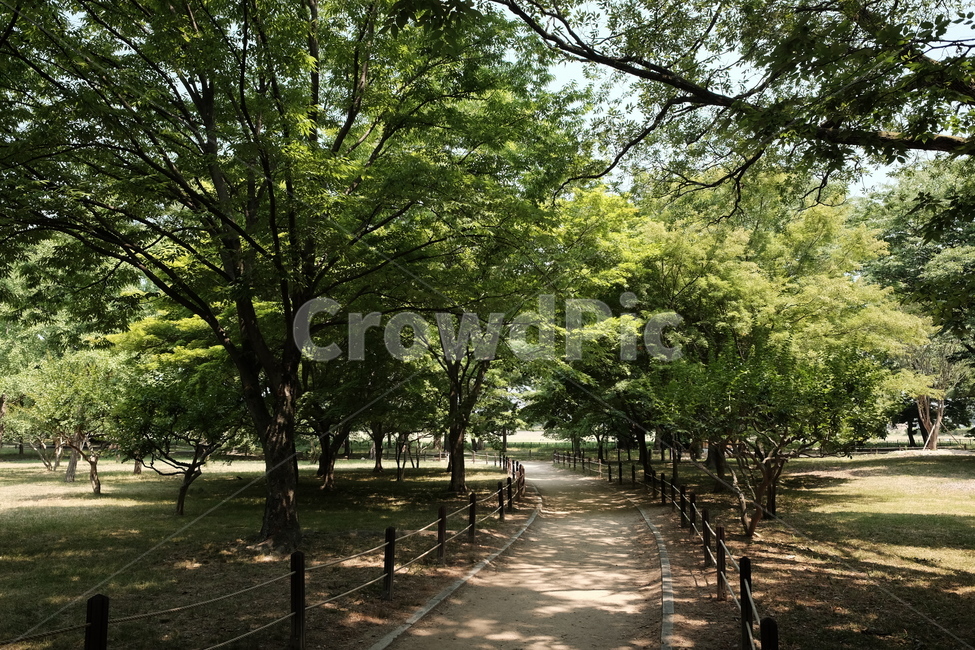 산책,산책길,여름,풍경,오솔길,자연,풍경,nature,landscape,outdoors,옥외,tree,나무,plant,식물