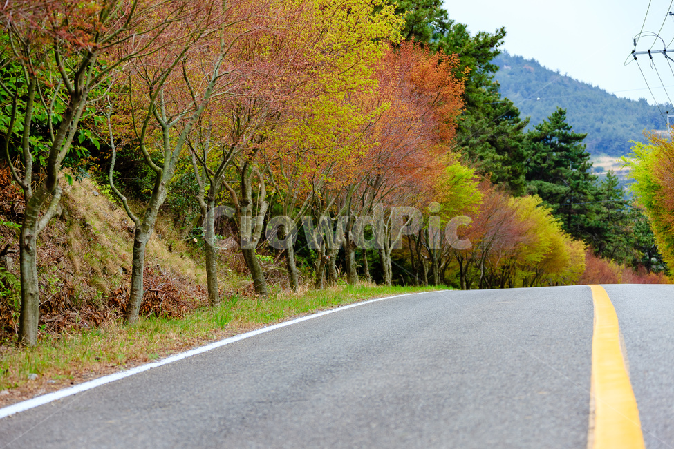 도로,나무,숲,농촌,풍경,가을,가을,계절,fall,autumn,season,자연,풍경,nature,landscape,asphalt,아스팔트,road,highway,고속도로,freeway,고속 도로
