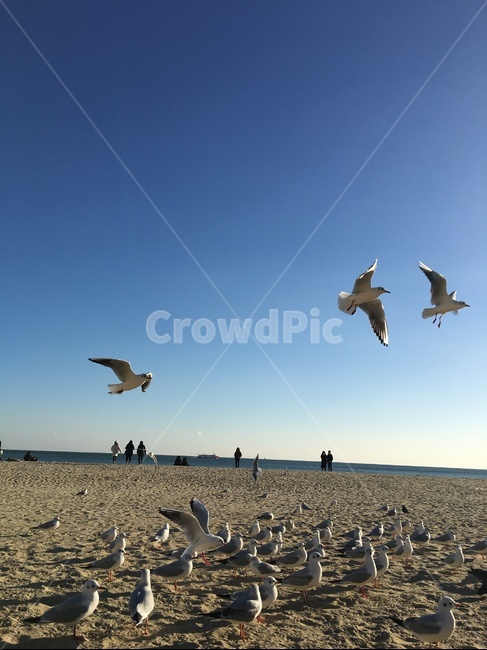 겨울바다,bird,새,flying,갈매기,파란하늘,bluesky,beach,sea,nature,자연
